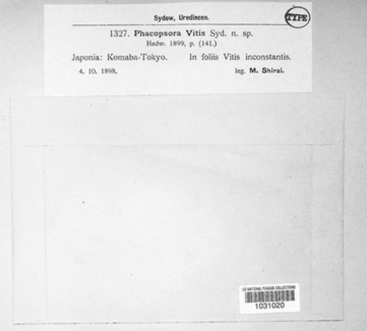Neophysopella vitis image